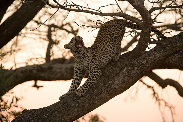 Safari in het Krugerpark