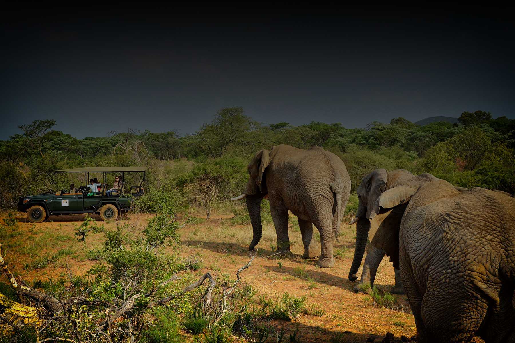 KRUGER NATIONAL PARK SAFARI intelligence overview